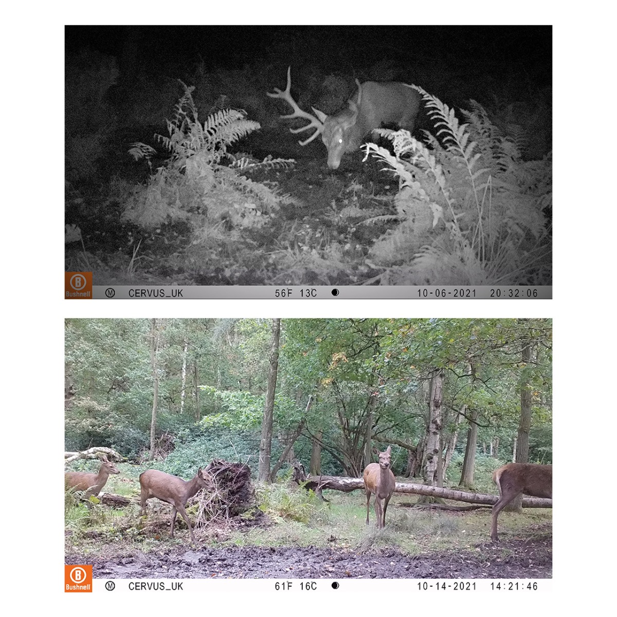 WIN A: Bushnell 24MP Single Core Brown No Glow 5L Box Multi Language Trail Camera