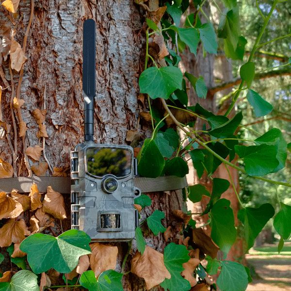 Numaxes Trail camera PIE1061 - Cellular / with SIM CARD /with cloud